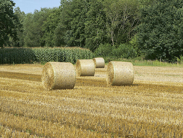 TIM garantiza pacas uniformes
