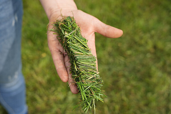Beste Futterqualität