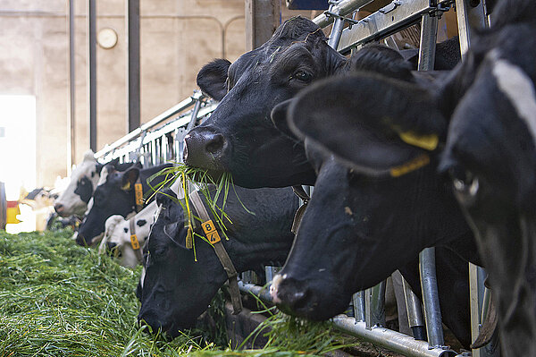 Vorreiter in Sachen Futterqualität