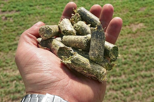 Pellets de forraje