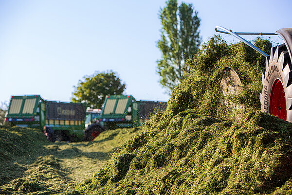 Gelijkmatige kneuzing, halm voor halm