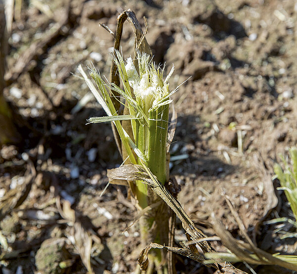 Stocchi sfibrati